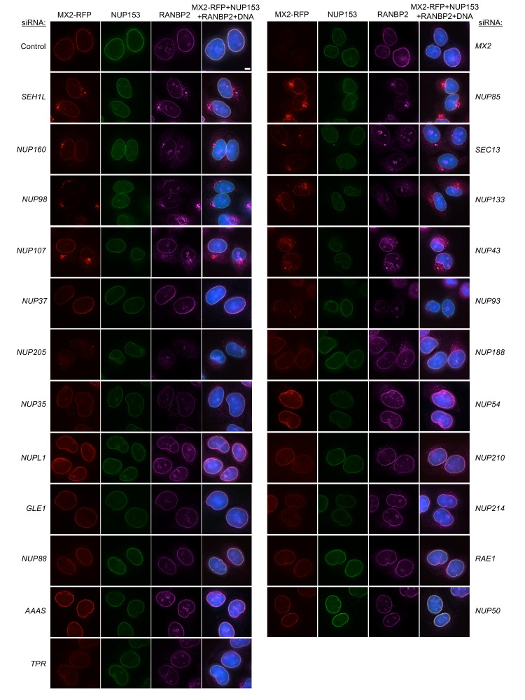 Figure 6—figure supplement 2.