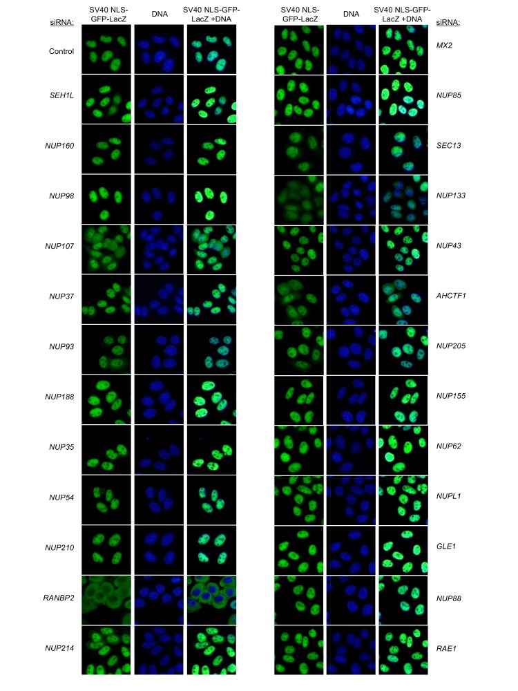 Figure 6—figure supplement 15.