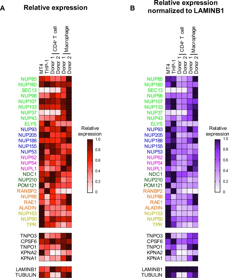 Figure 2—figure supplement 3.