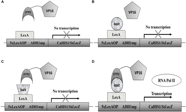 FIGURE 1