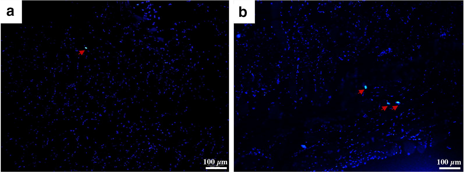 Fig. 3