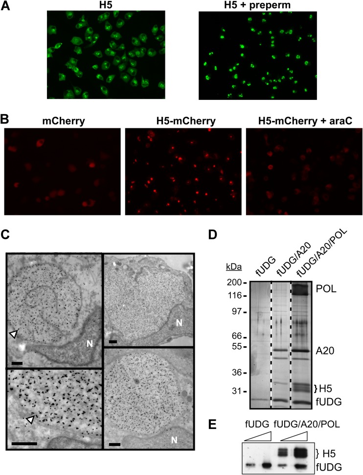 FIG 1