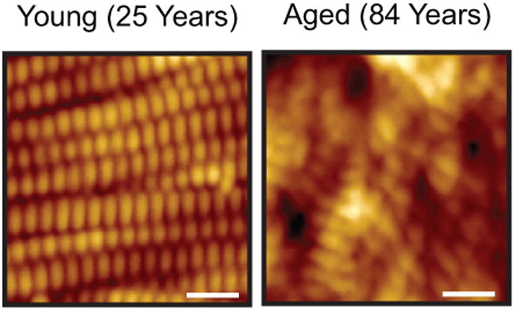 Fig.1