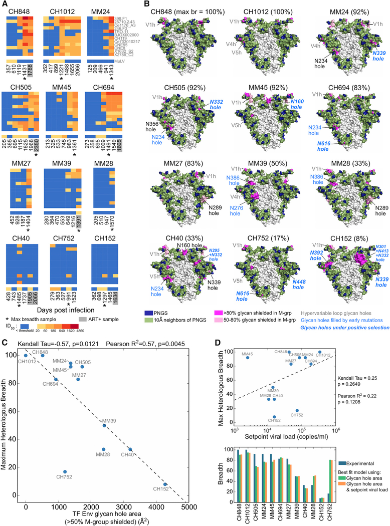 Completeness of HIV-1 Envelope Glycan Shield at Transmission Determines ...