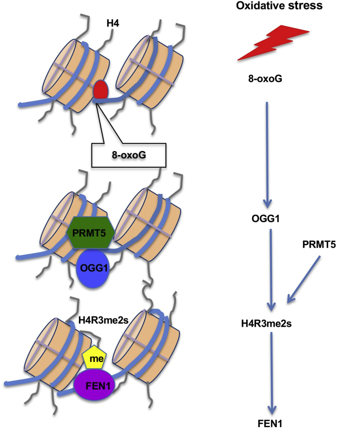 Fig. 8