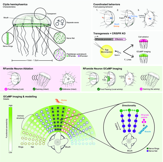 graphic file with name nihms-1757951-f0001.jpg