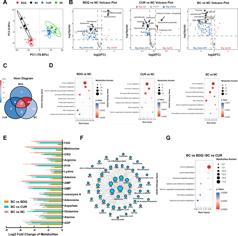 Metabolic changes under BDQ and CUR include PCA plot, volcano plots of differentially expressed metabolites, Venn diagram of shared metabolites, KEGG pathway enrichment, log₂ fold change of metabolites, and metabolic interaction network.