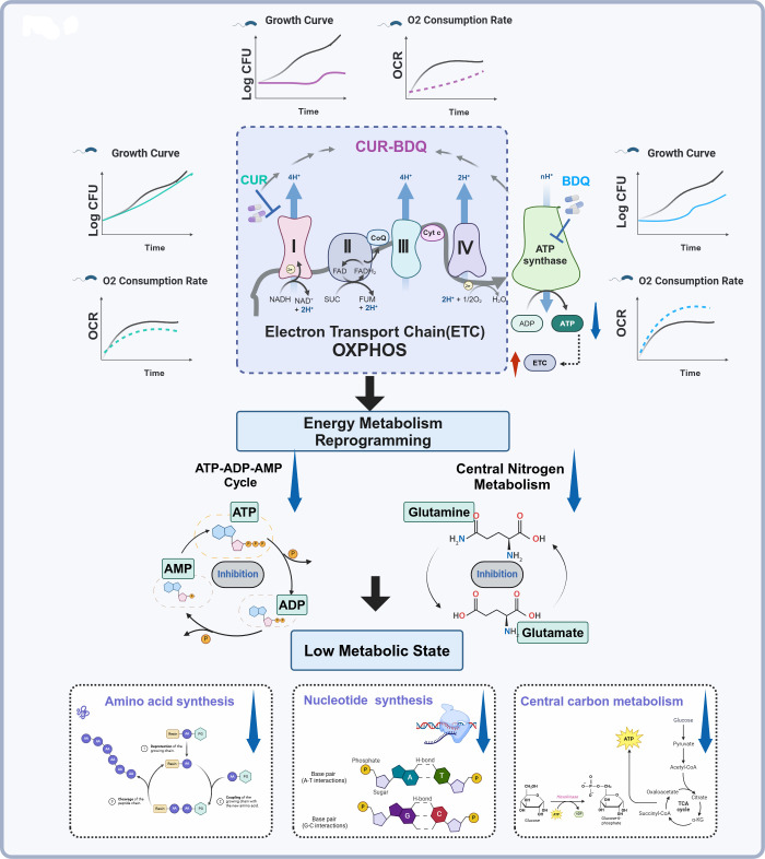 CUR-BDQ disrupts electron transport chain, leading to ATP cycle inhibition, reduced nitrogen metabolism, and low metabolic state, impacting amino acid, nucleotide, and central carbon metabolism. Growth curves and O₂ consumption rates of metabolic changes.
