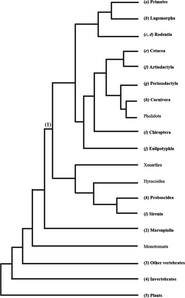 BRV-12415-FIG-0001-b