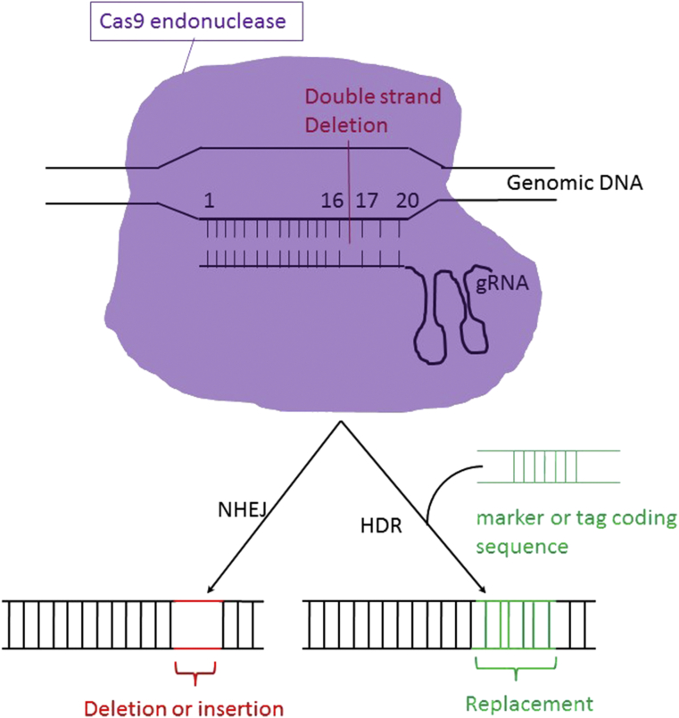 Fig. 1