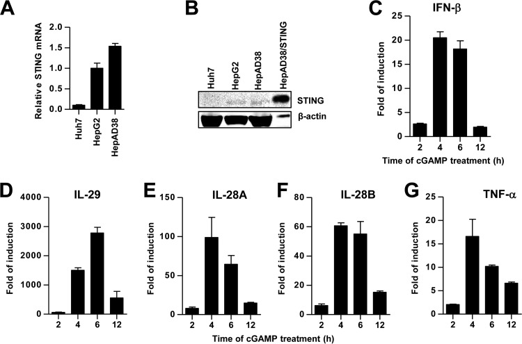 FIG 3