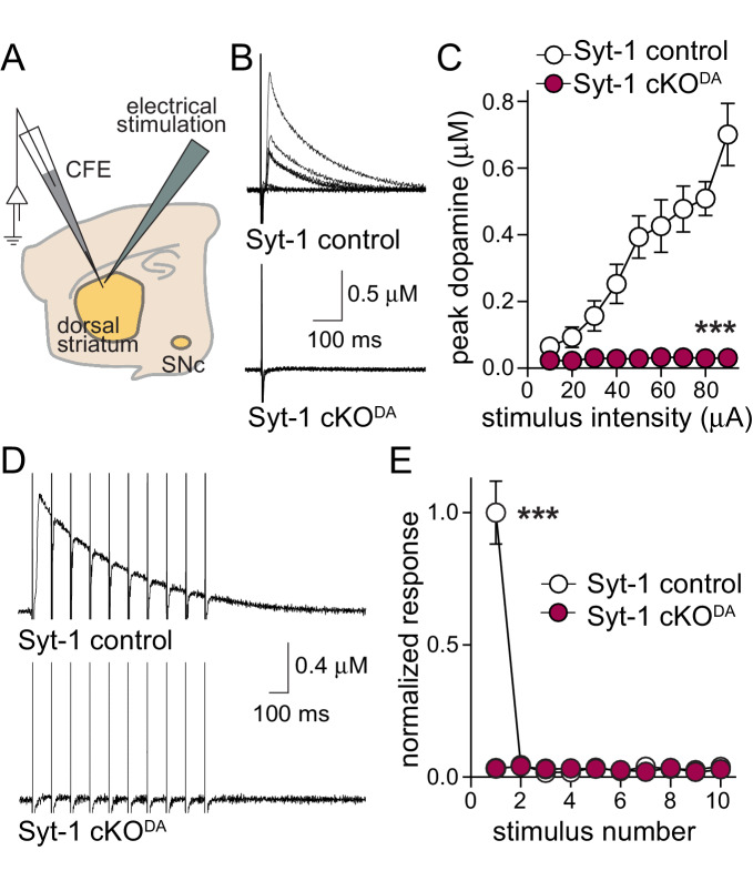 Figure 1—figure supplement 4.