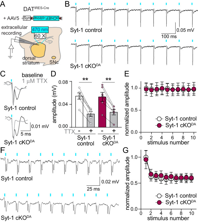 Figure 1—figure supplement 3.