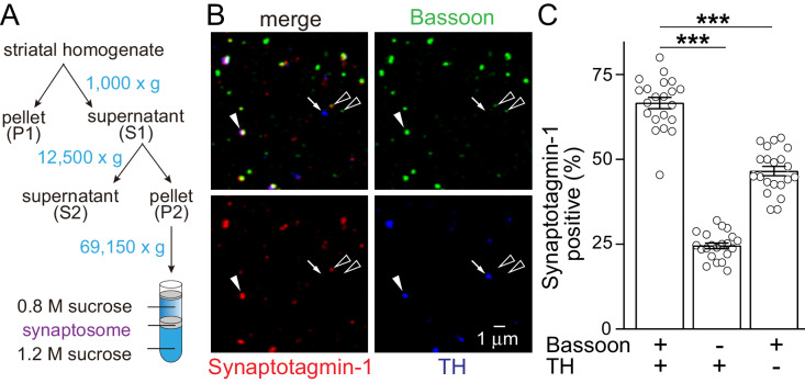 Figure 1—figure supplement 2.