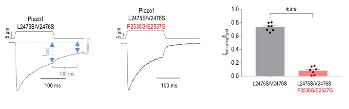 Figure 1—figure supplement 1.