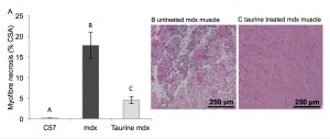 (A) Histological quantification of myofibre necrosis. Data are presented as mean ± SEM of percentage of cross section area (CSA) and n= 8 mice/group. Groups without a common letter are significantly (p<0.05) different. Representative images of myofibre necrosis and histology of H&E stained muscle sections are shown for (B) untreated mdx (C) taurine treated mdx mice.