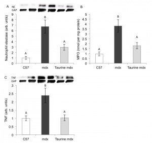 Measurements are of (A) Neutrophil elastase, (B) MPO and (C) TNF. Data are presented as mean ± SEM and n= 8 mice/group. Groups without a common letter are significantly (p<0.05) different. Representative blots are shown of neutrophil elastase, TNF and the loading control glyceraldehyde 3-phosphate dehydrogenase (GAP).