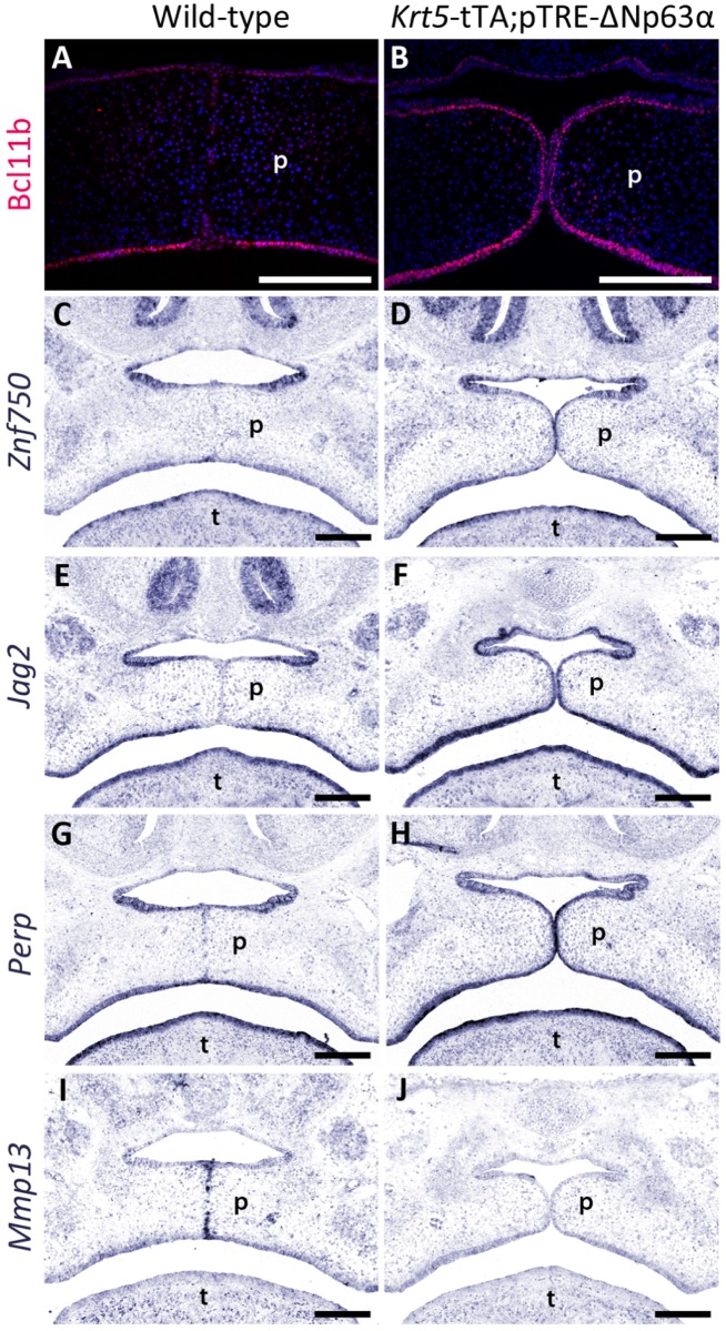 Fig 7