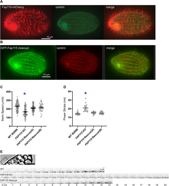 FIGURE 3: