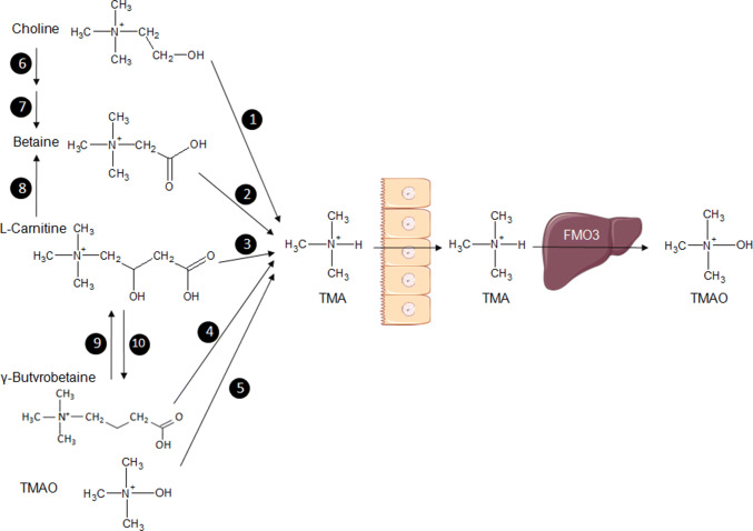 Fig. 2