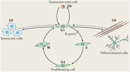 Box 1: Reversibility of the G0 state of the cell cycle