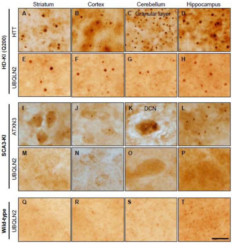 Fig.1