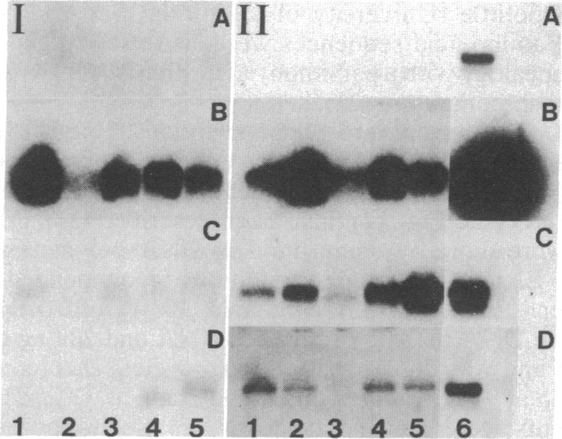 graphic file with name pnas01096-0496-a.jpg