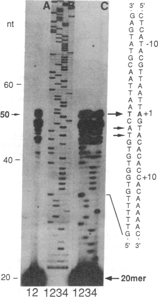 graphic file with name pnas01096-0497-a.jpg