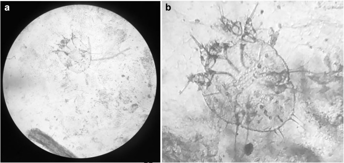 Fig. 2