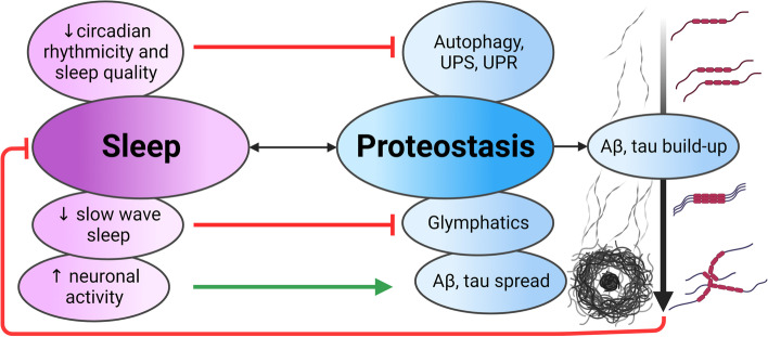 Proteostasis failure exacerbates neuronal circuit dysfunction and sleep ...