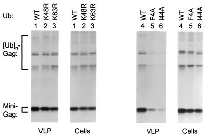 FIG. 4.