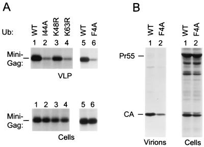 FIG. 5.