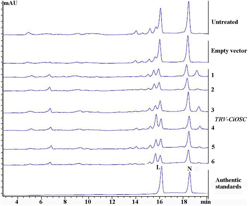 FIGURE 5