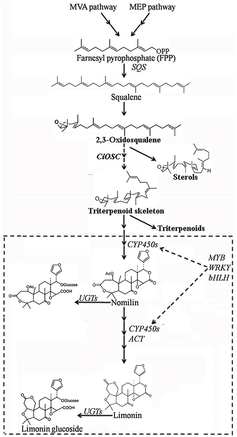 FIGURE 6