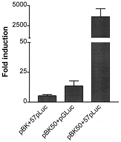 FIG. 6