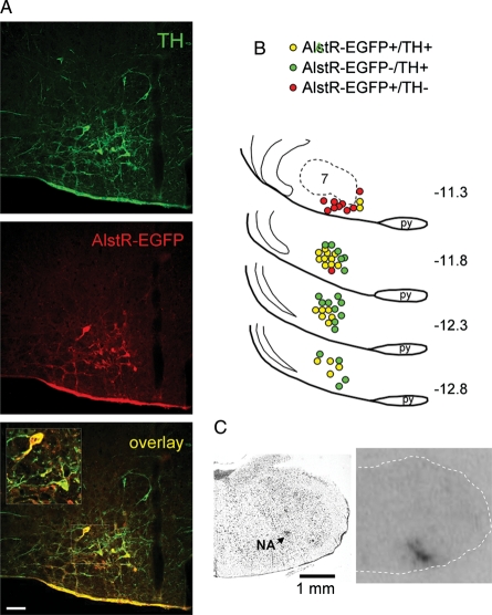 Figure 1