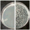 Fig. 17