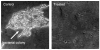 Fig. 18