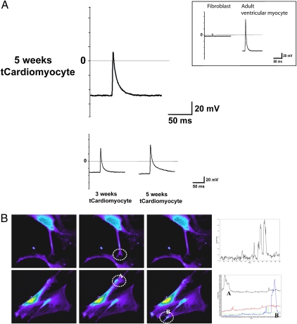 Fig. 4.