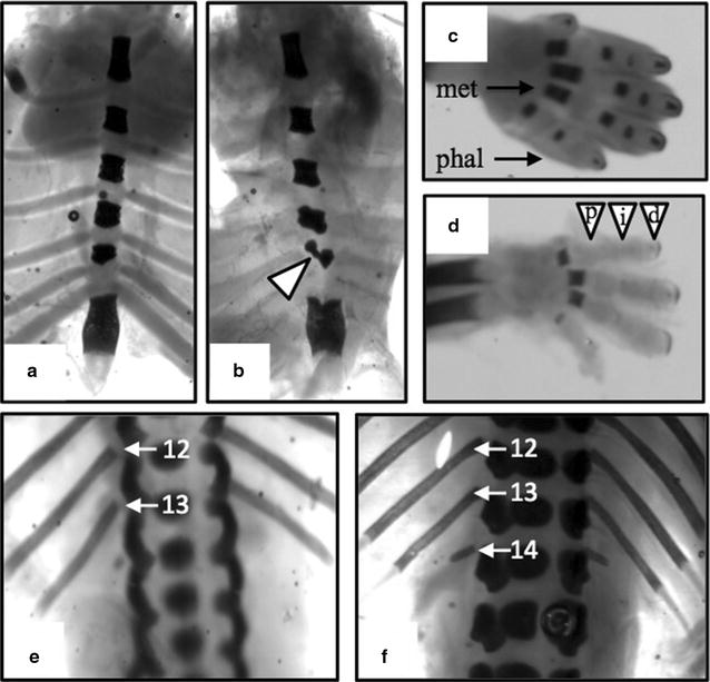 Fig. 6