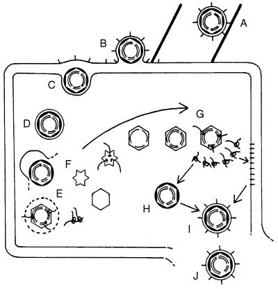 FIG. 49