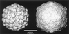 FIG. 33