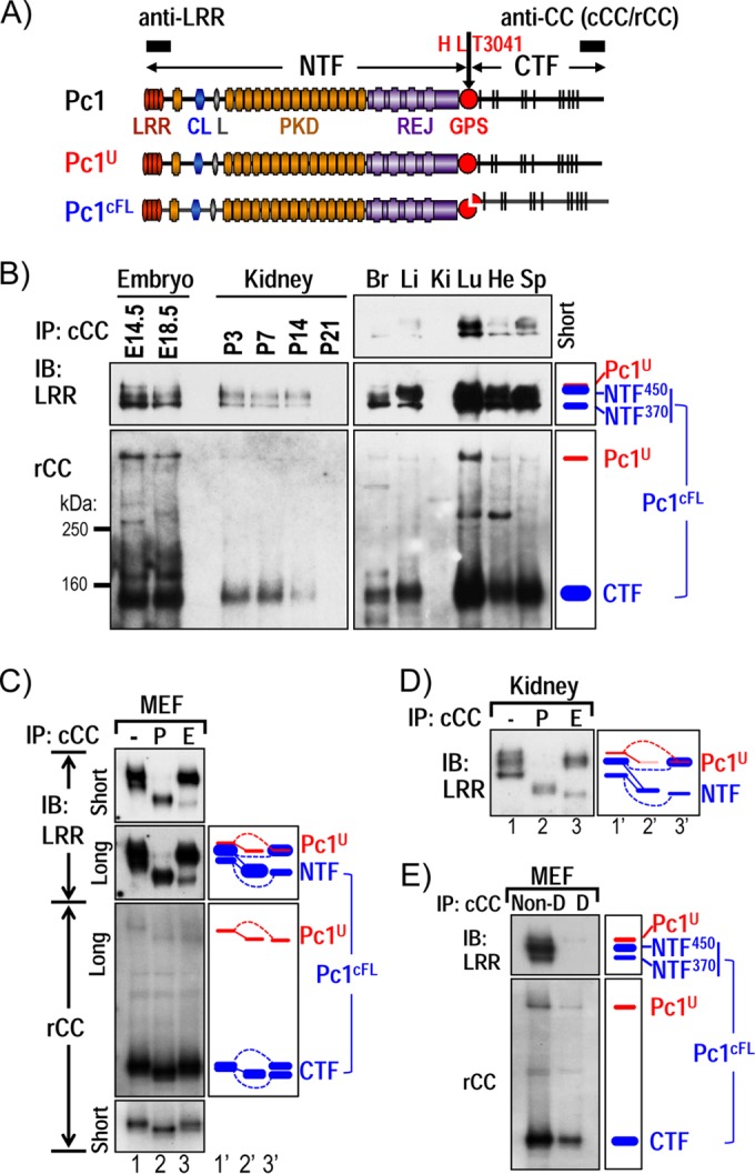 FIG 1