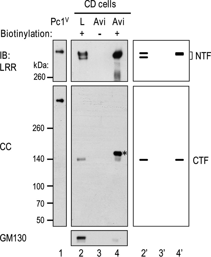 FIG 3