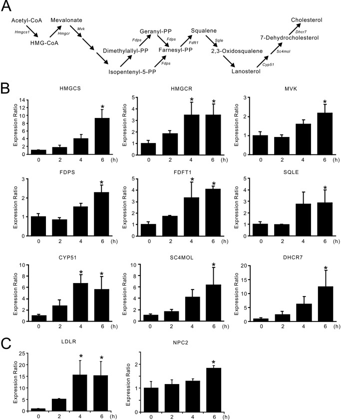 FIGURE 1.