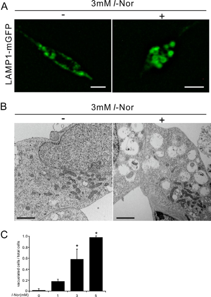 FIGURE 4.