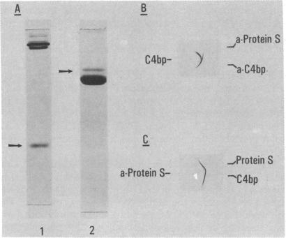 graphic file with name pnas00637-0327-a.jpg