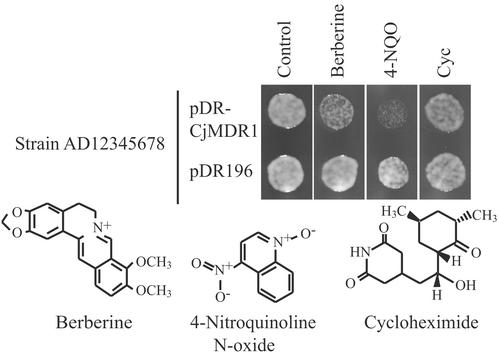 Figure 6