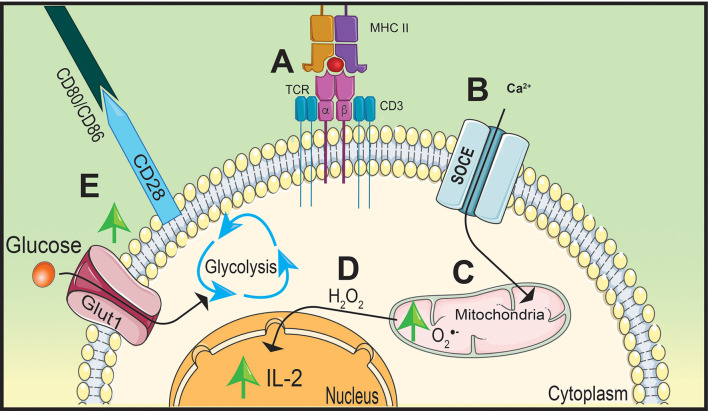 Figure 2