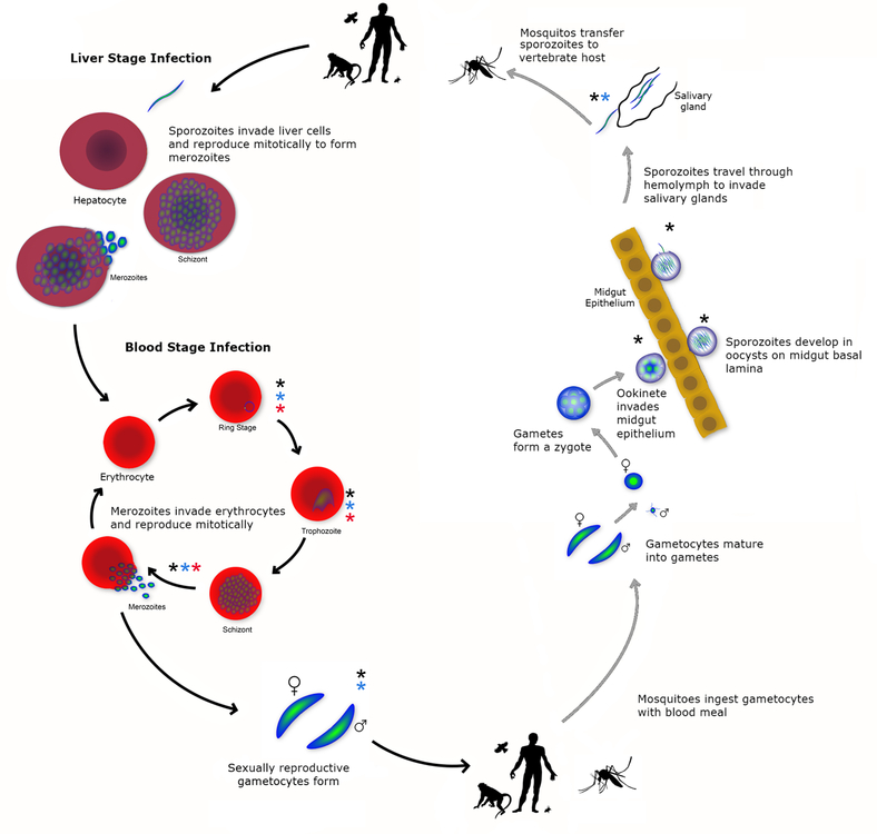 Figure 1: